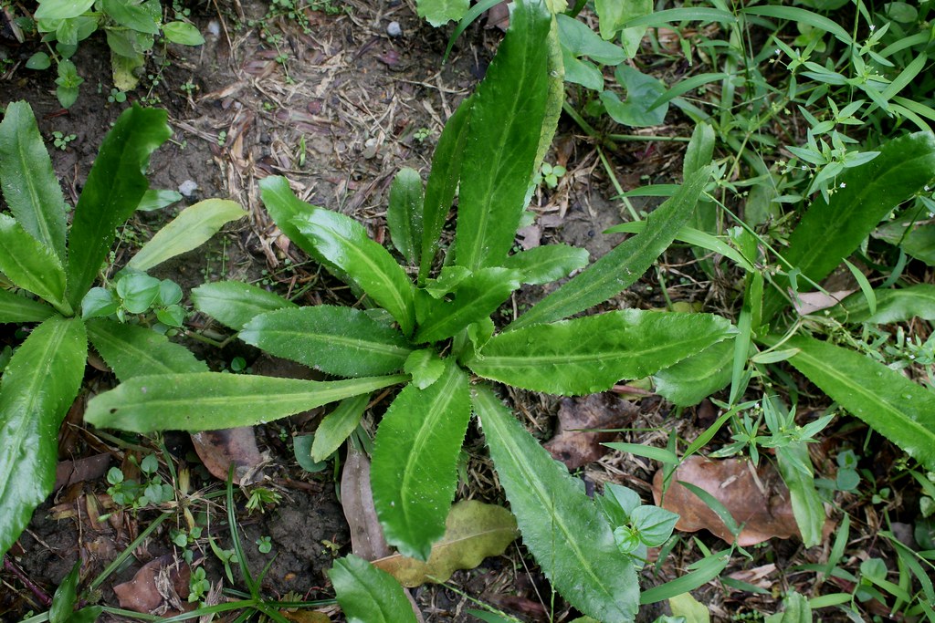 Eryngium foetidum L. RIUM, WP Kuala Lumpur, Malaysia. Eryn… Flickr