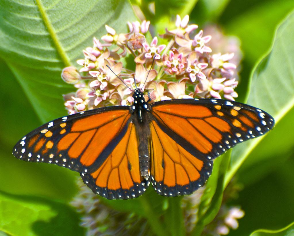 Monarch Butterfly on Milkweed flowers Danaus plexippus wplynn Flickr