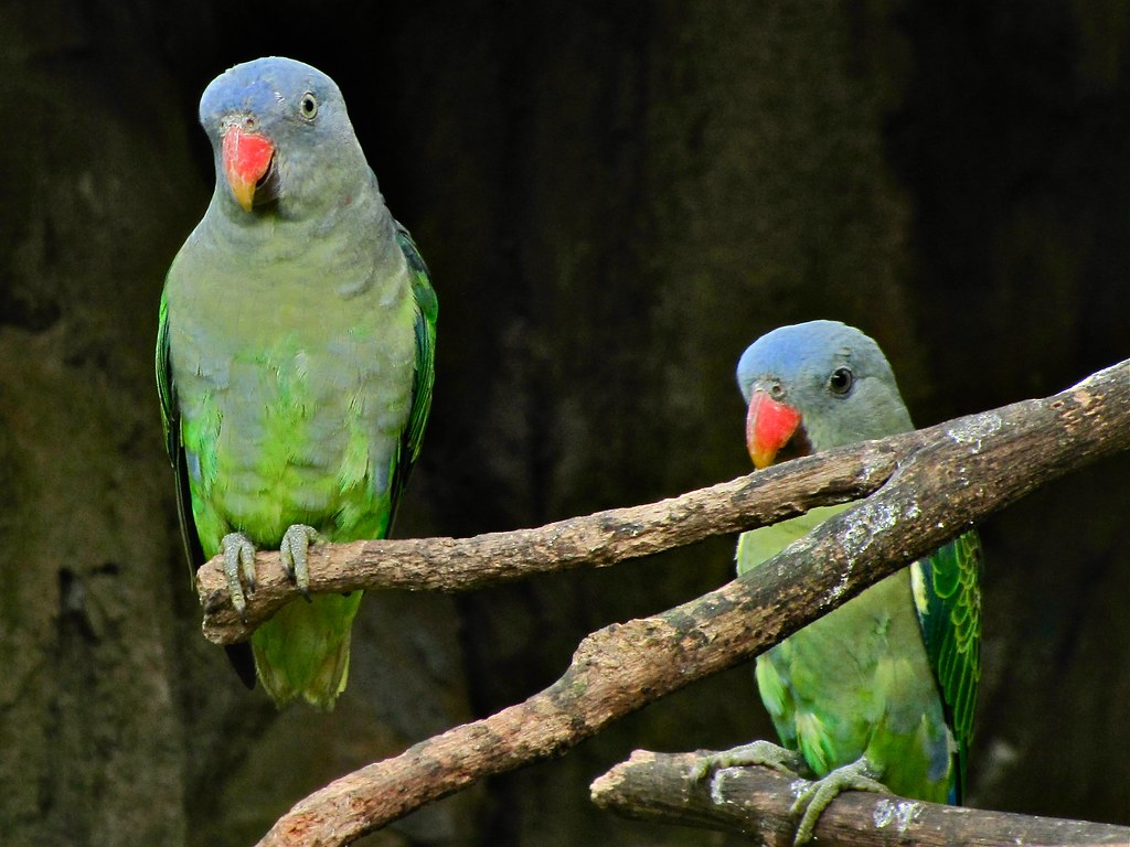 Ways To Get Your Pet Birds To Love You More Coops & Cages