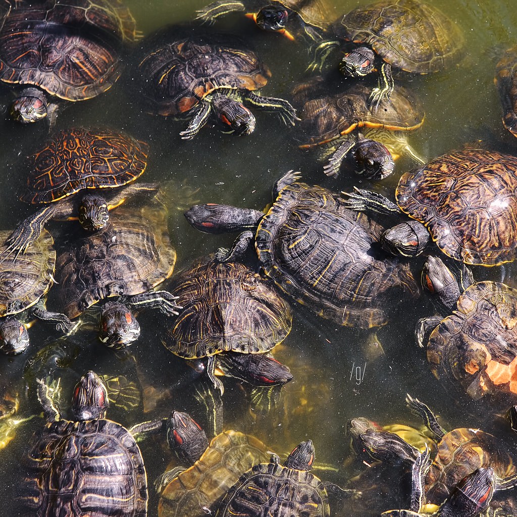 Bale A group of turtles is called a bale. A group of