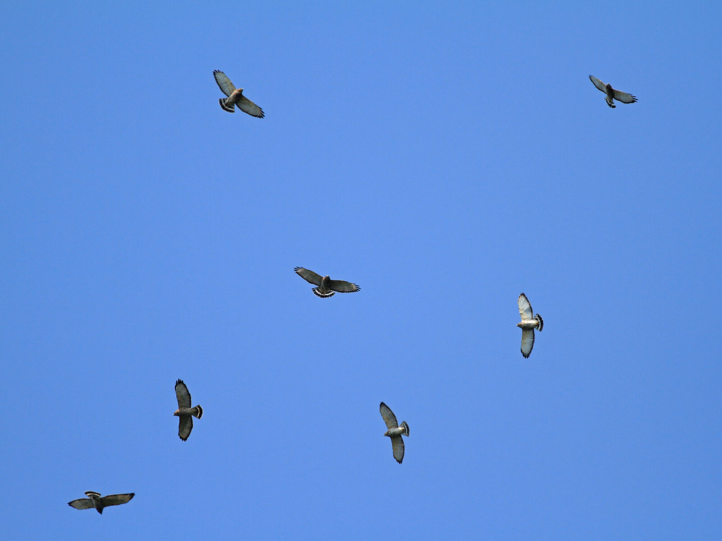 Broadwinged Hawks, kettling A few birds soaring in a kett… Flickr