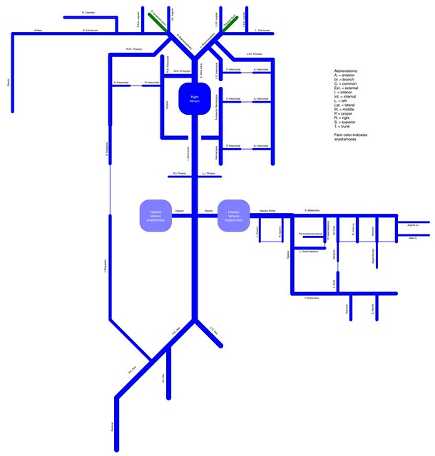 the arteries are like a roadmap answers Quizlet