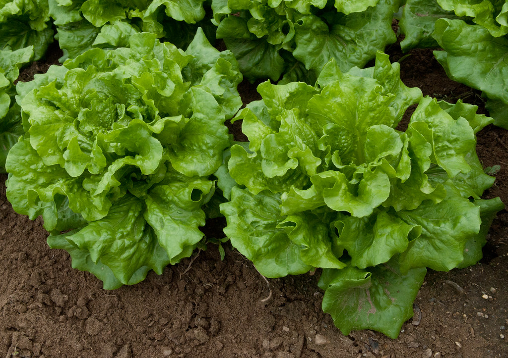 Lettuce "Concept" Leaf lettuce. This is not quite full