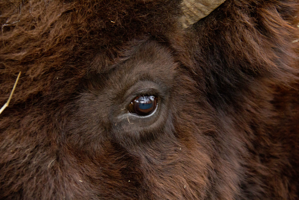 Eye of Buffalo Closeup of a buffalo begineerphotos Flickr