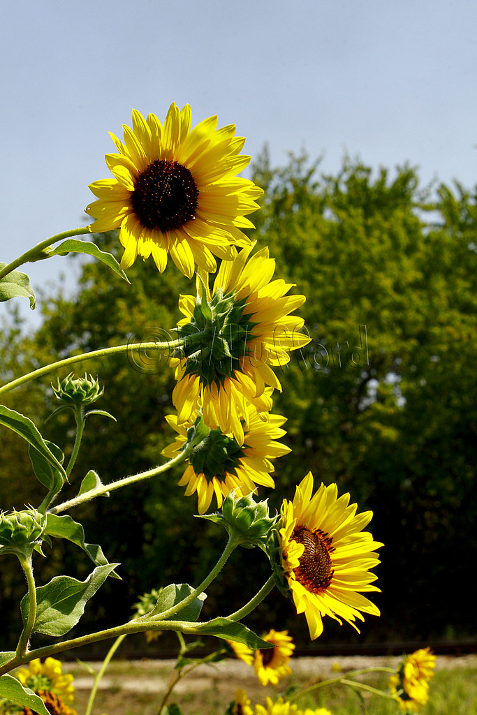 Wild Sunflowers(C) 250/366 Some wild sunflowers I shot whi… Flickr
