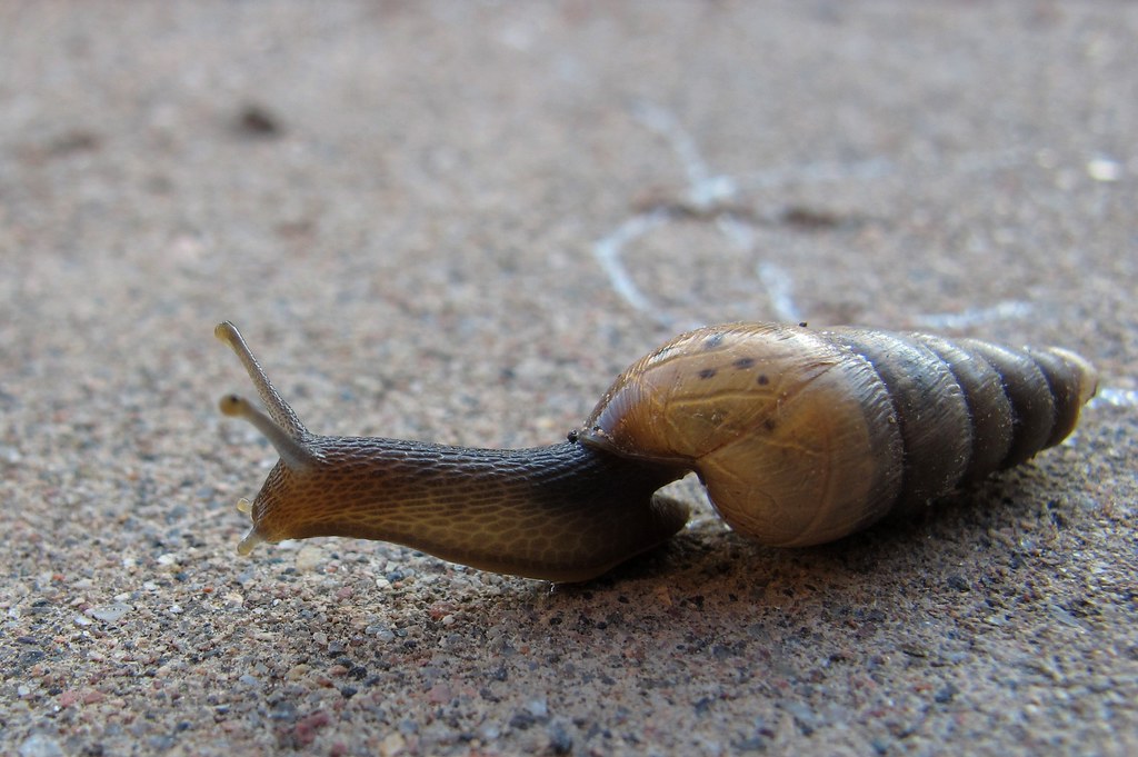 Snail Trails Snails are not something you would normally e… Flickr