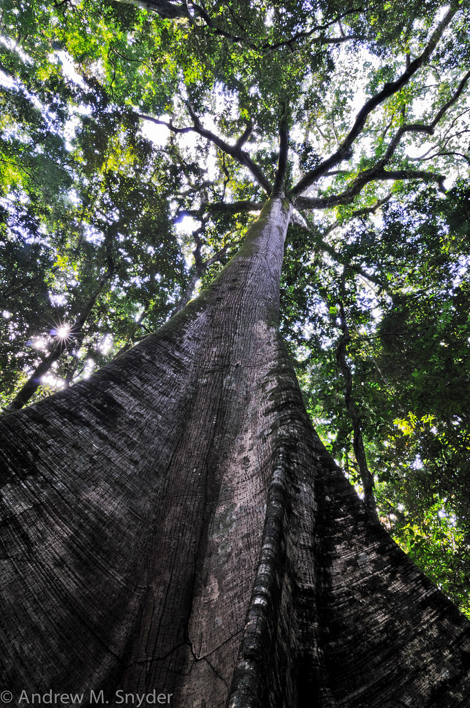 Silk cotton Giant silk cotton tree from Surama, Guyana. Andrew