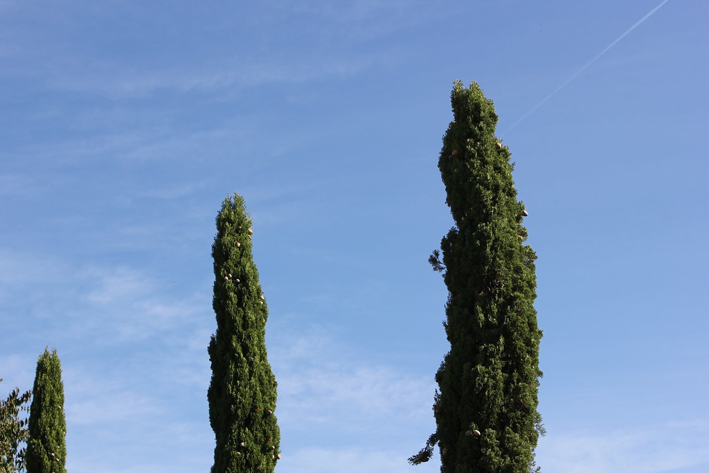 Tall skinny trees Olivia Clemence Flickr