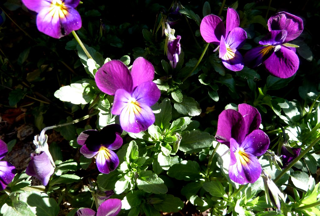 hearts ease Colleen Dowd Flickr