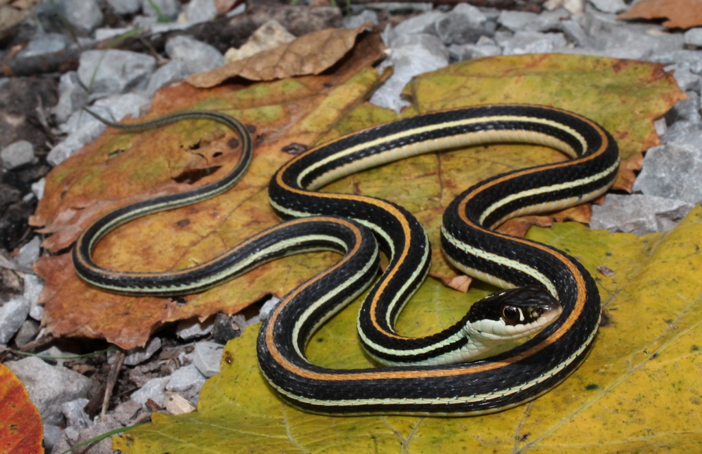 Orange Striped Ribbon Snake (Thamnophis proximus proximus