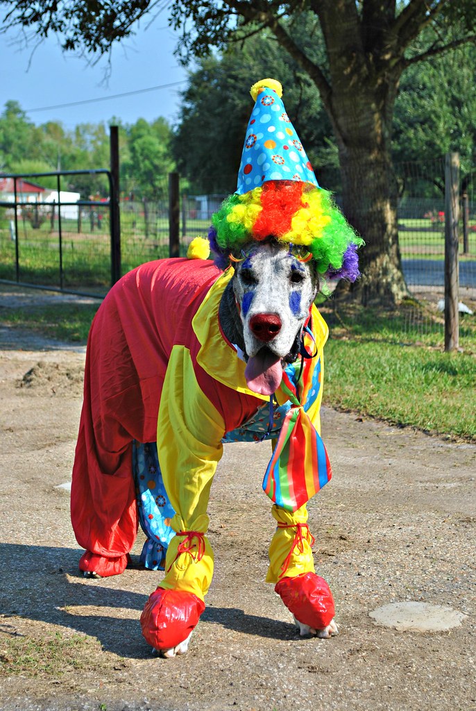 Clown Dog Terms of Use Please consider linking directly t… Flickr