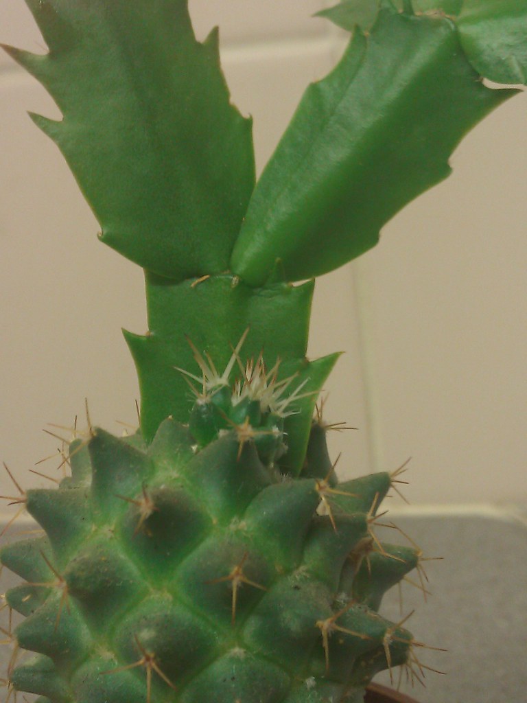 Unusual 1 cactus graft update september 2012 Christmas ca… Flickr