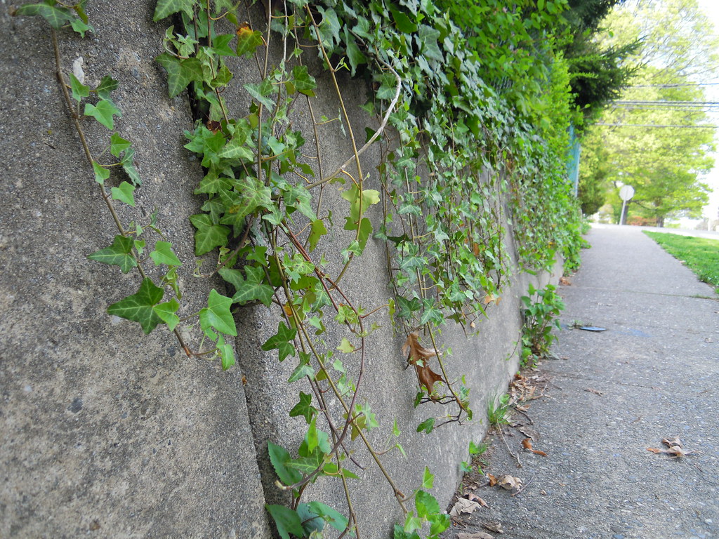 Ivy Wall Ivy hanging over a concrete retaining wall. Mike Flickr