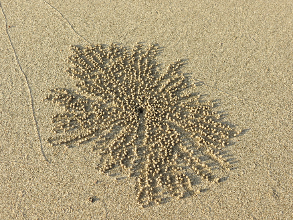 sand ball pattern made by the sand bubbler crab Sand bubbl… Flickr