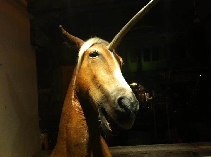 Real or Fake? Unicorn In the Mission via Facebook www.face… Flickr