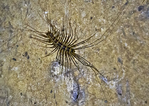 Longlegged Centipede Gomantong Caves, Sabah, Malaysian Bo… Flickr