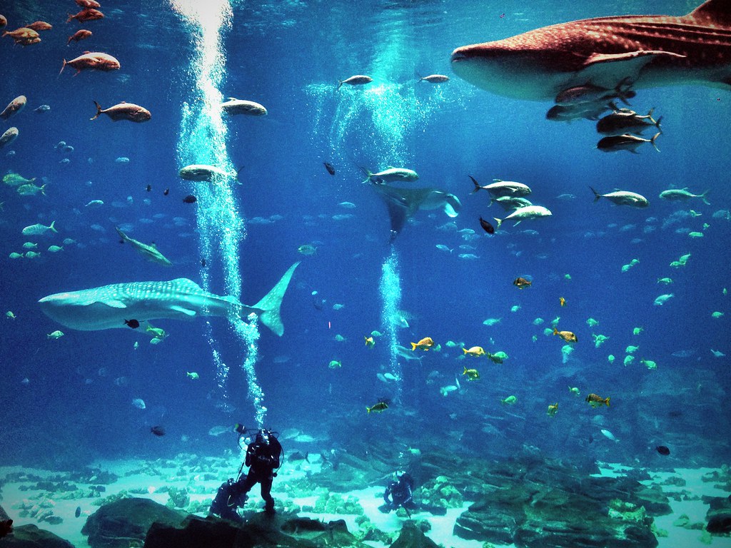 Whale shark exhibit at Aquarium in Atlanta Flickr