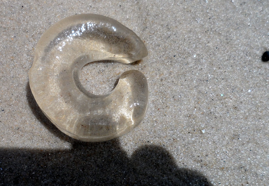 Eggs from Sand Snail Eggs from Sand Snail either conical… Flickr