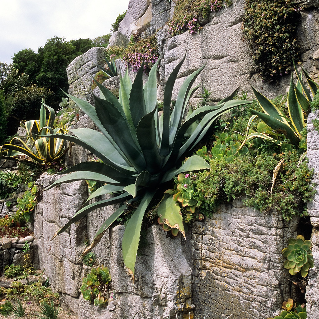 St Michael’s Mount Gardens National Trust, Cornwall, UK … Flickr