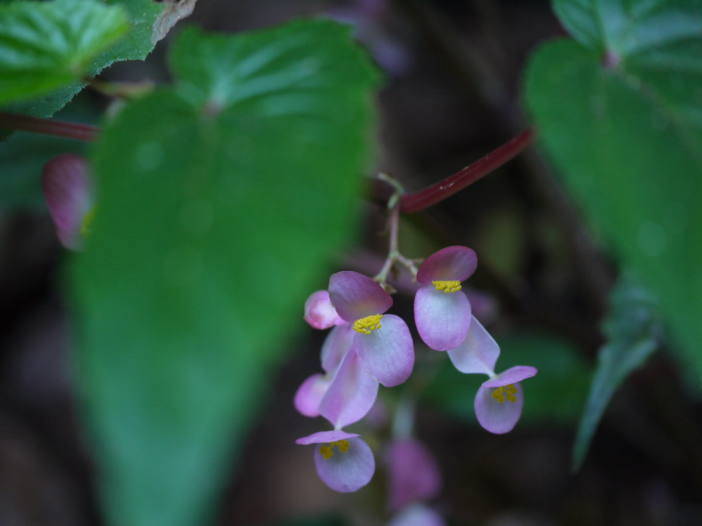 Begonia malabarica Lam. Begoniaceae (begonia family) » Beg… Flickr
