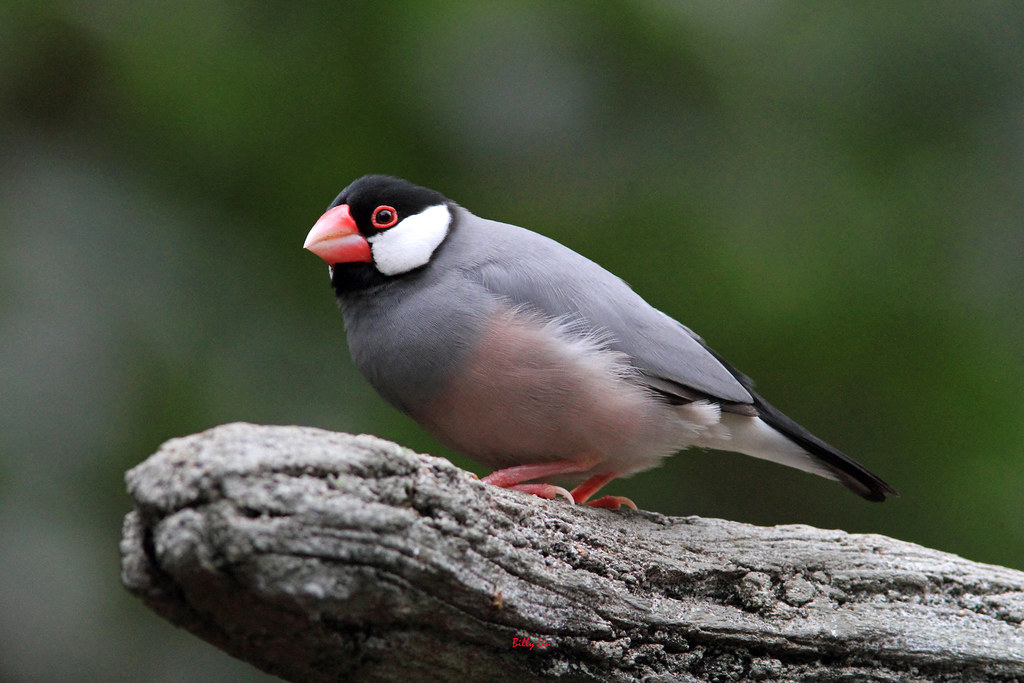Java Sparrow 156_3229R Java Sparrow Billyliu2012 Flickr