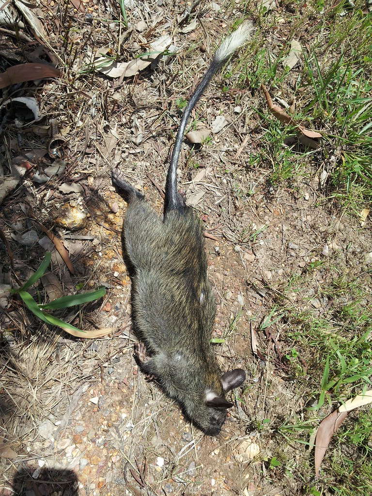 Blackfooted Treerat (Mesembriomys gouldii) (dead female … Flickr