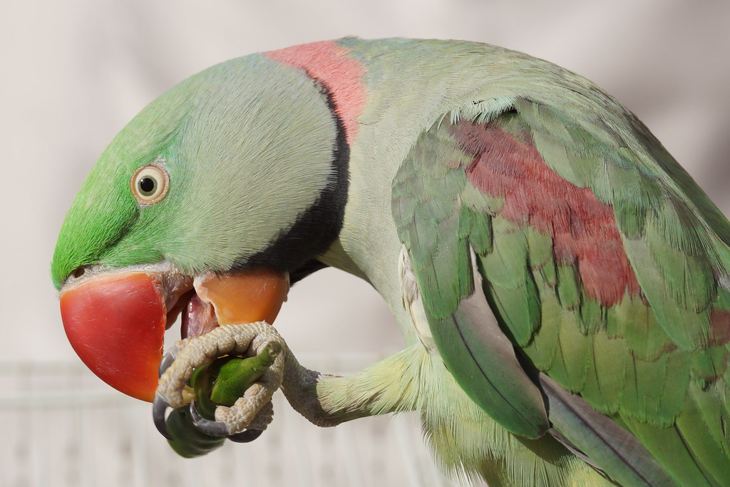 Parrotface Eating a green hot chili pepper... in Nizwa ma… Charles