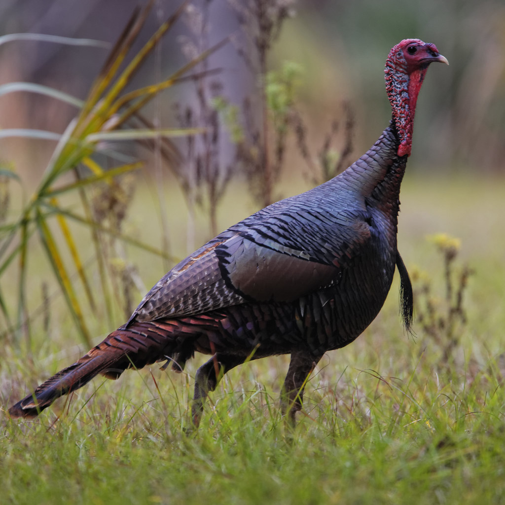 Wild Tom turkey I heard some eagles squabbling at one of t… Flickr
