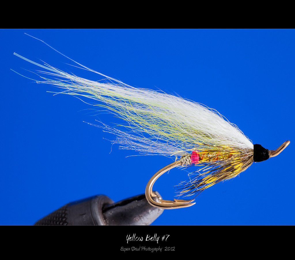 Yellow Belly 7 The term 'yellowbelly' is an archetypal A… Flickr