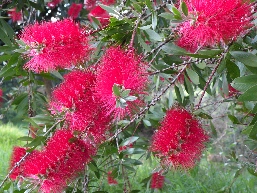 Bottle Brush Carole Grogloth, Molokai Hawaii The flowers… Flickr