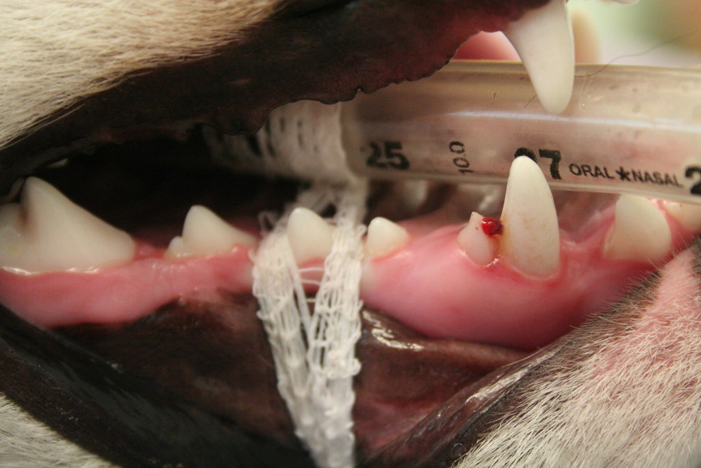 Broken Baby Canine This baby canine tooth (deciduous