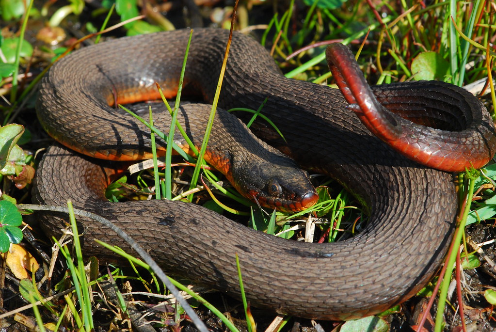 Redbelly Water Snake (Nerodia erythrogaster erythrogaster)… Flickr