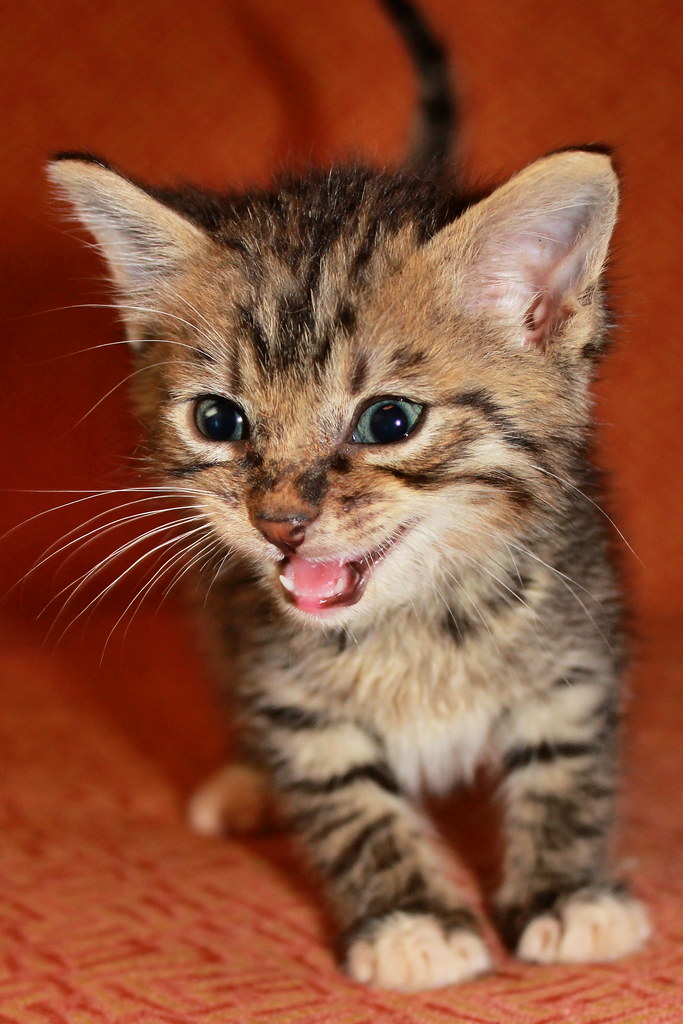 Can you hear me now cat?! 5 week old foster kitten playing… Flickr