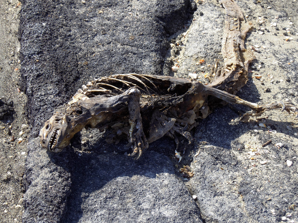 Marine Iguana (Amblyrhynchus cristatus) Skeleton Ronald