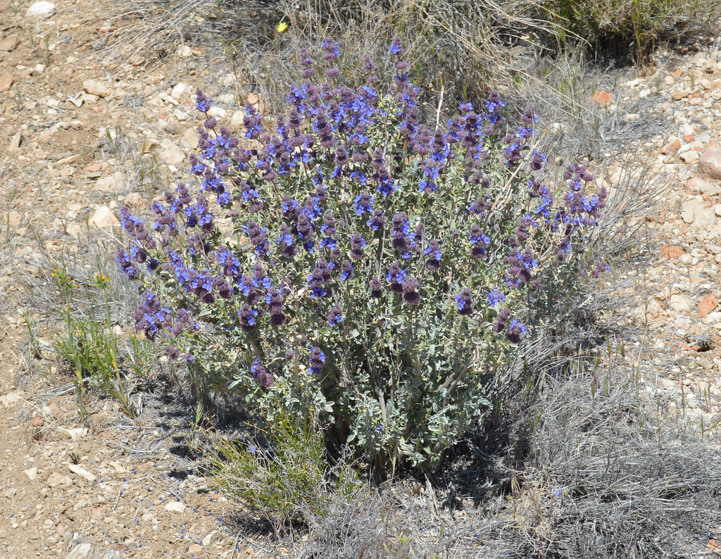 Salvia dorrii; Desert sage, purple sage, Dorr's sage Flickr