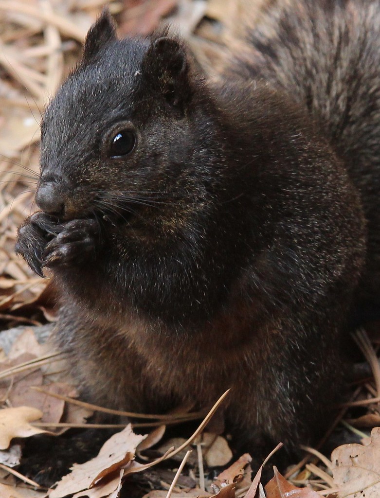 Black Squirrel, Cheyenne Canyon Park, Colorado Springs, Co… Flickr