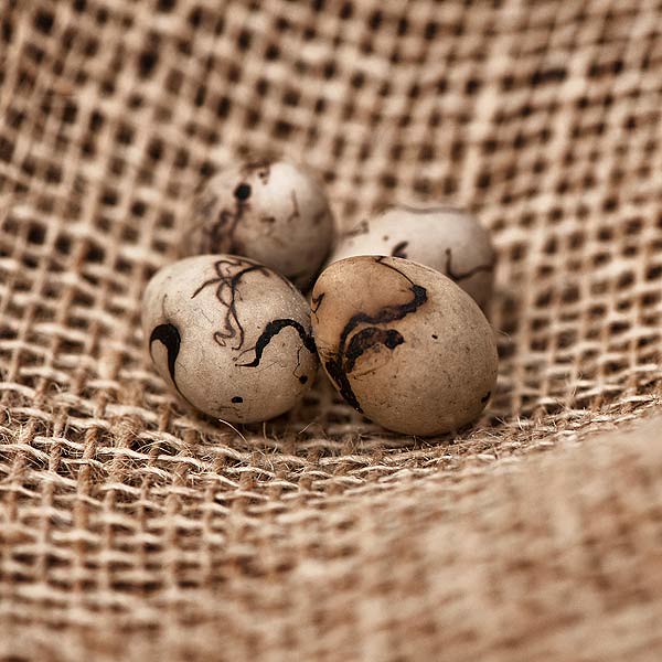 Reed bunting eggs Birds of different species lay eggs of a… Flickr
