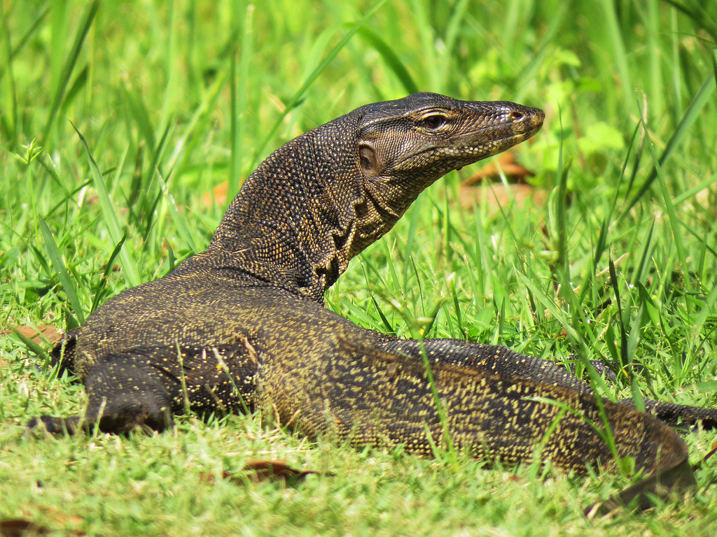 Malayan Water Monitor Lizard A big 4+ footer Malayan