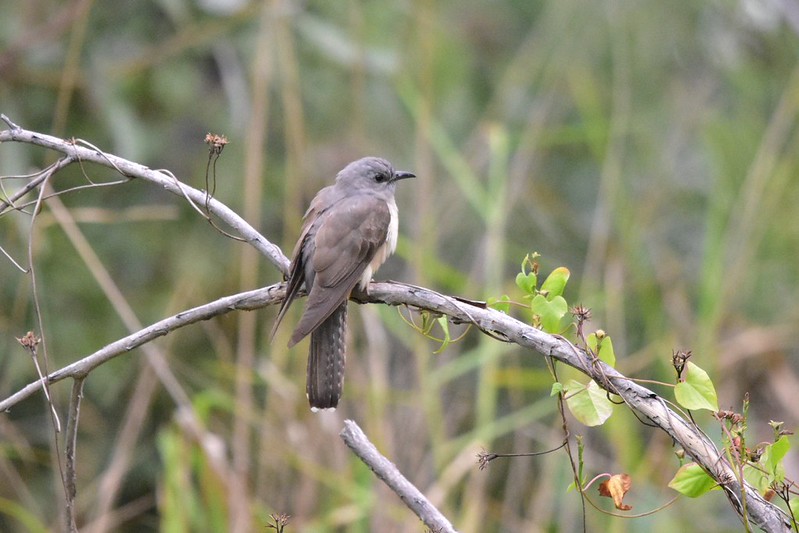 A few from Townsville Common BIRDS in BACKYARDS