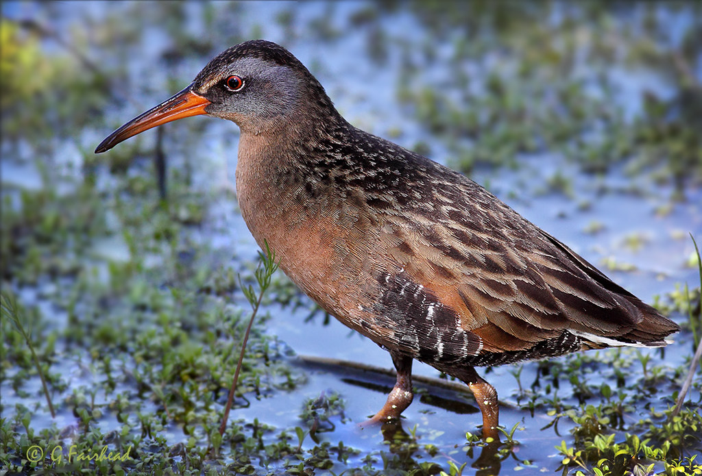 Virginia Rail A very secretive and small water bird. They … Flickr