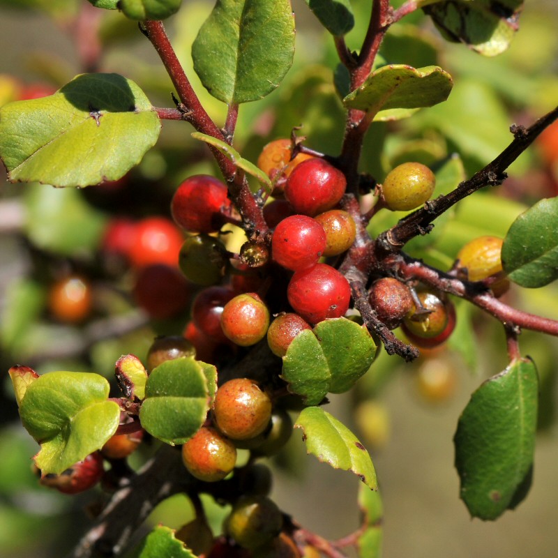 "Scrub oak" with red berries native HollyLeaved Redberr… Flickr