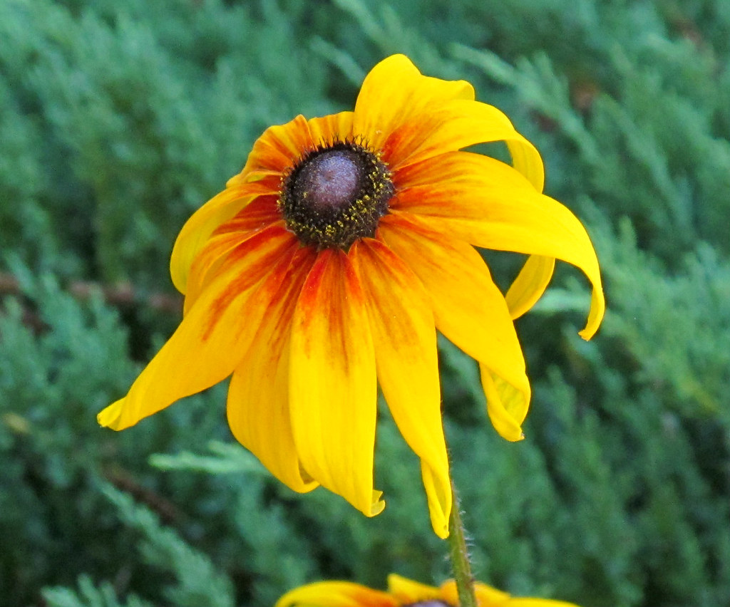 Kentlands, Flowers IMG_2782 July 4, 2012 photowalk through… Flickr