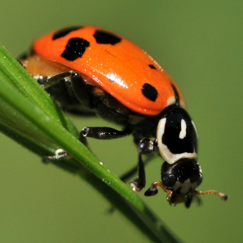 Convergent Lady Beetle aka "ladybug" (Hippodamia convergen… Flickr