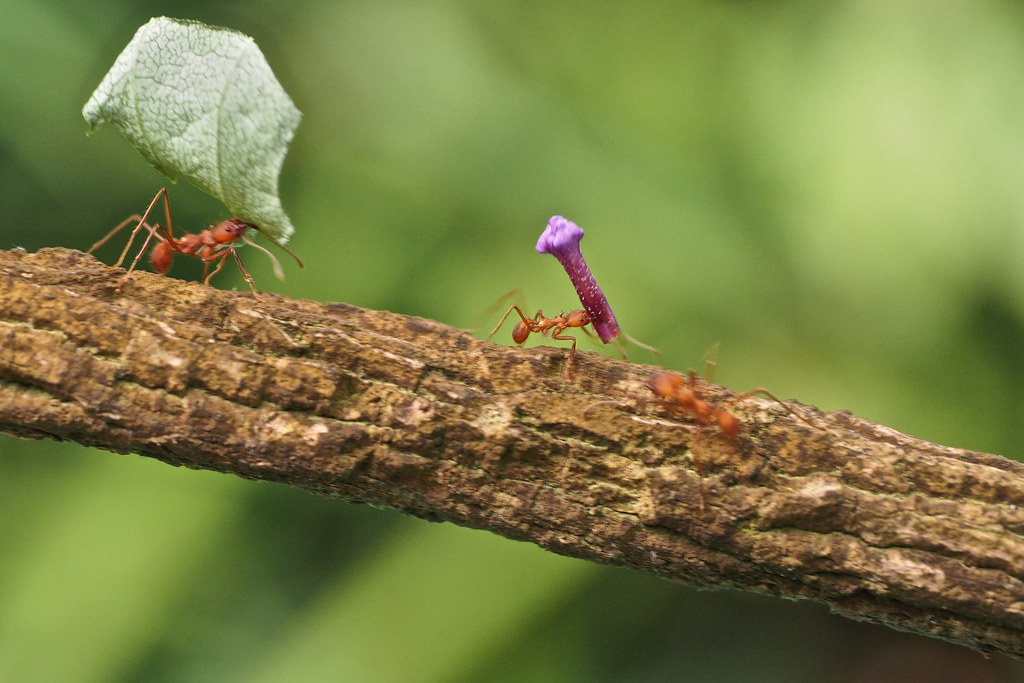 Ant Olympics Ants in training for the 2012 games, taken in… Flickr