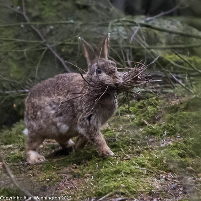 Bunny nest building Flickr Photo Sharing!