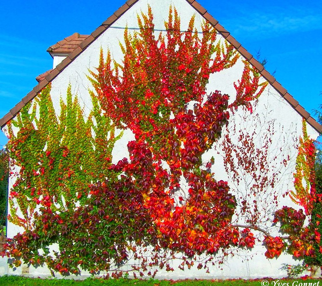 vigne vierge, plante grimpante, automne, végétaliser, mur