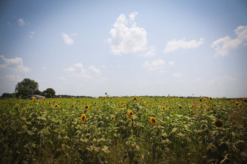 Sunflower Trail and Festival, Gilliam, LA The 14th Annual … Flickr