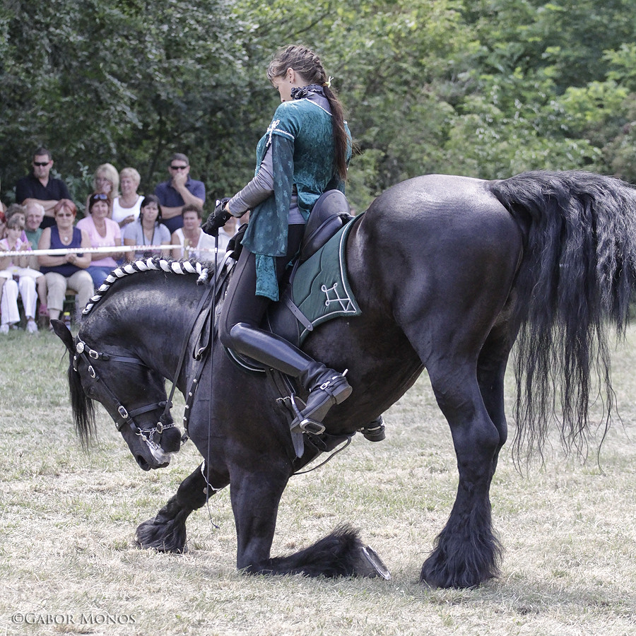 Friesian horse show Gabor Monos Flickr