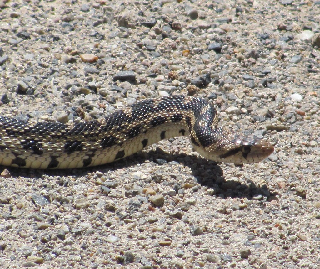 Golpher Snake in Northeastern Nevada Also known as the bul… Flickr