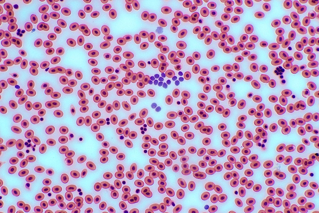 Frog's Blood Cells 100x Canon 650D Body Bresser TRM 301 Mi… Flickr